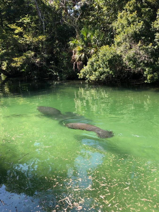 Cozy Cottage River House Weeki Wachee Bagian luar foto