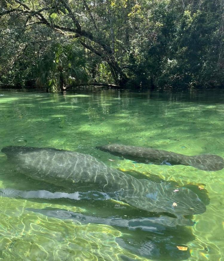 Cozy Cottage River House Weeki Wachee Bagian luar foto