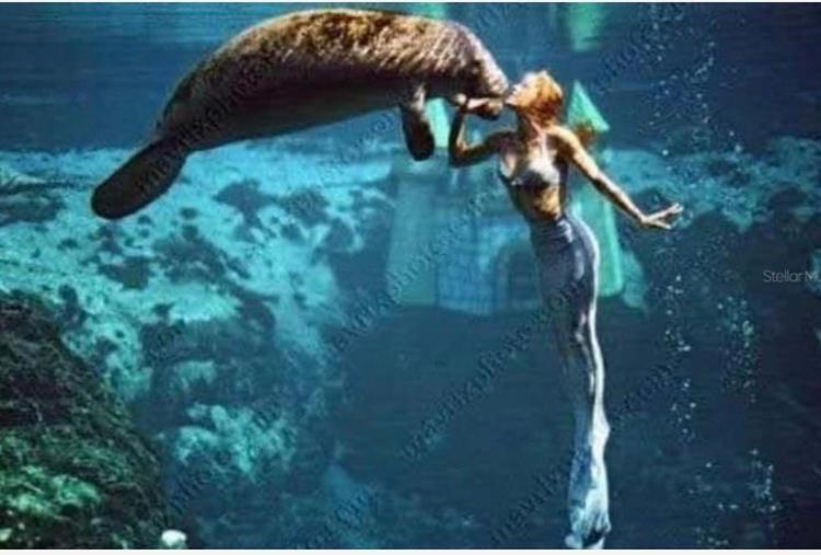 Cozy Cottage River House Weeki Wachee Bagian luar foto
